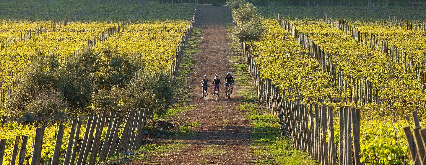 El Valle de Casablanca y sus bondades en enoturismo